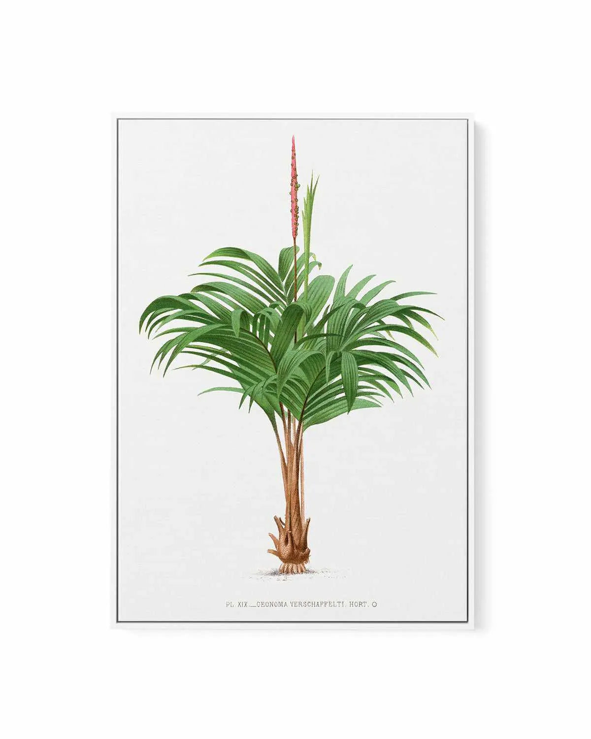 Geonoma Verschaffelti Vintage Palm Poster | Framed Canvas Art Print from Olive et Oriel where you can shop wallpaper and artworks online