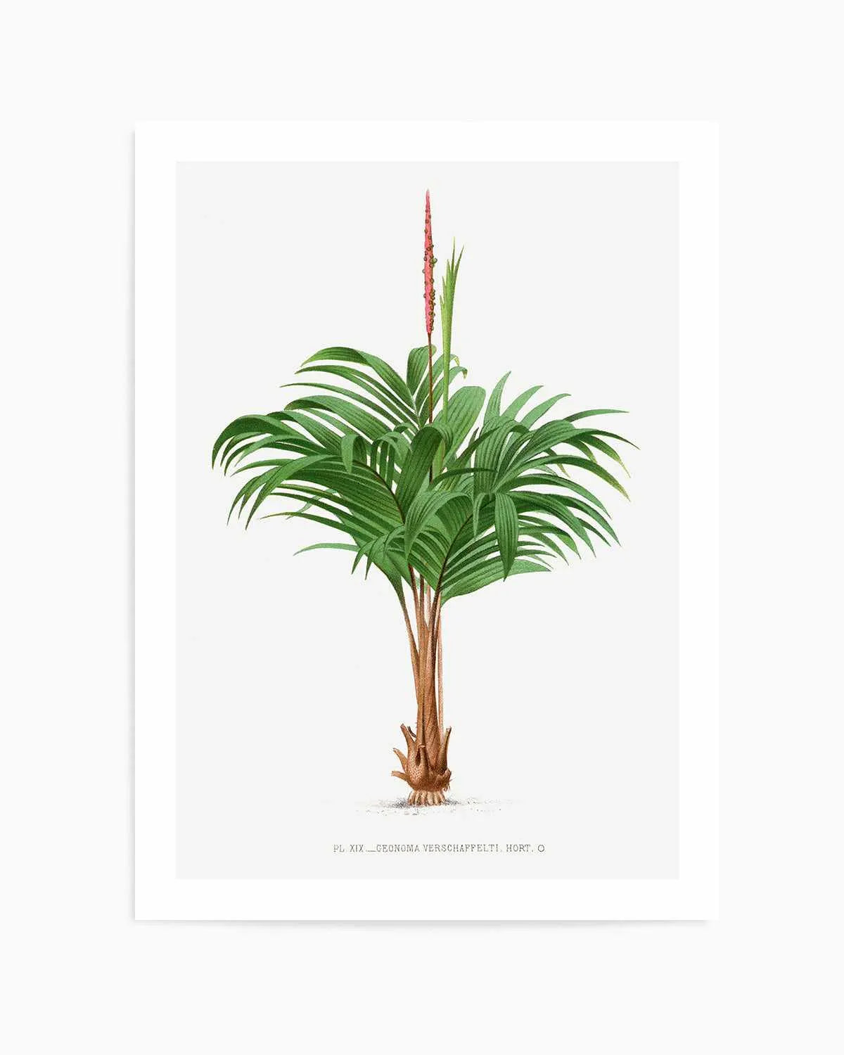 Geonoma Verschaffelti Vintage Palm Poster Art Print from Olive et Oriel where you can shop wallpaper and artworks online