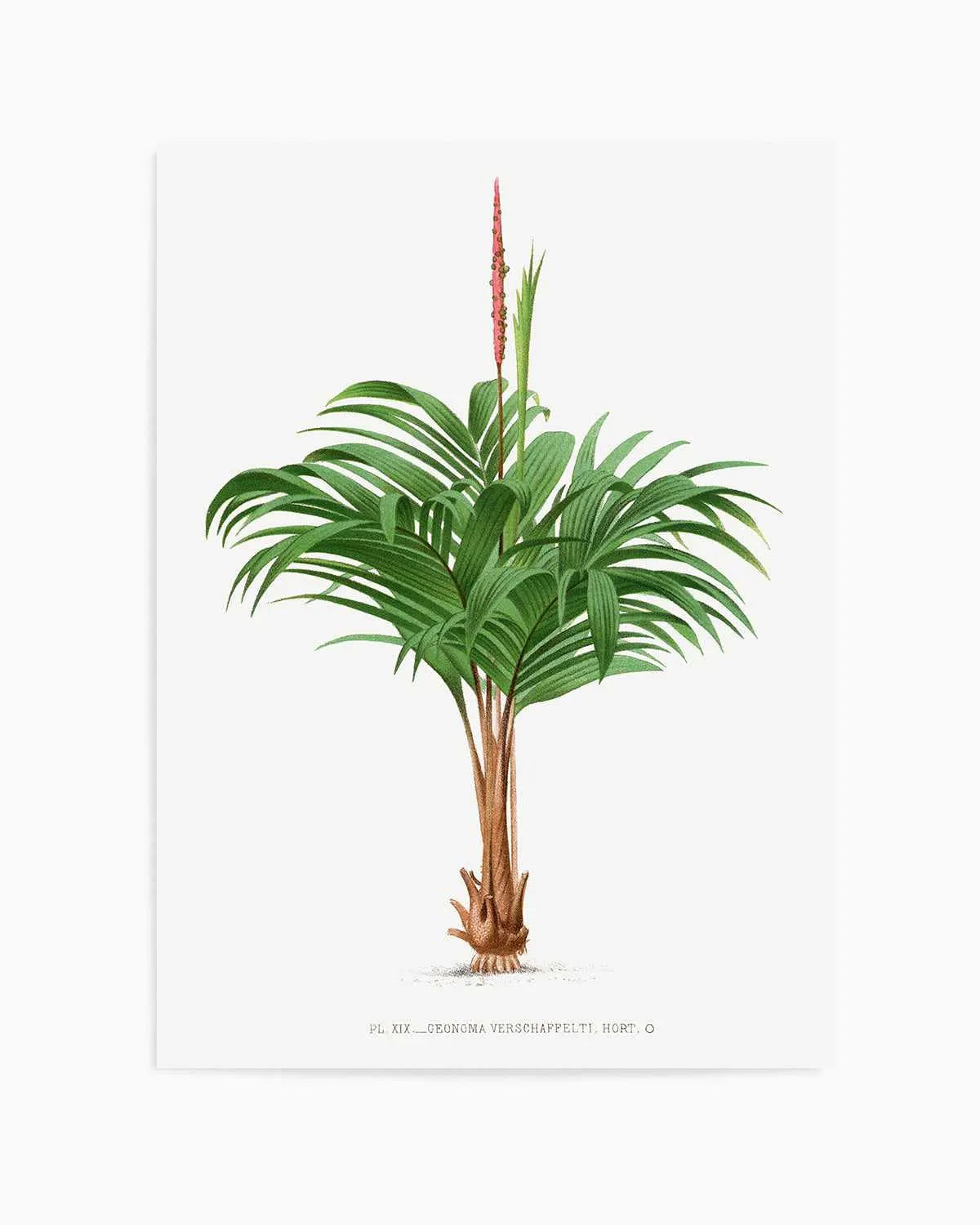 Geonoma Verschaffelti Vintage Palm Poster Art Print from Olive et Oriel where you can shop wallpaper and artworks online