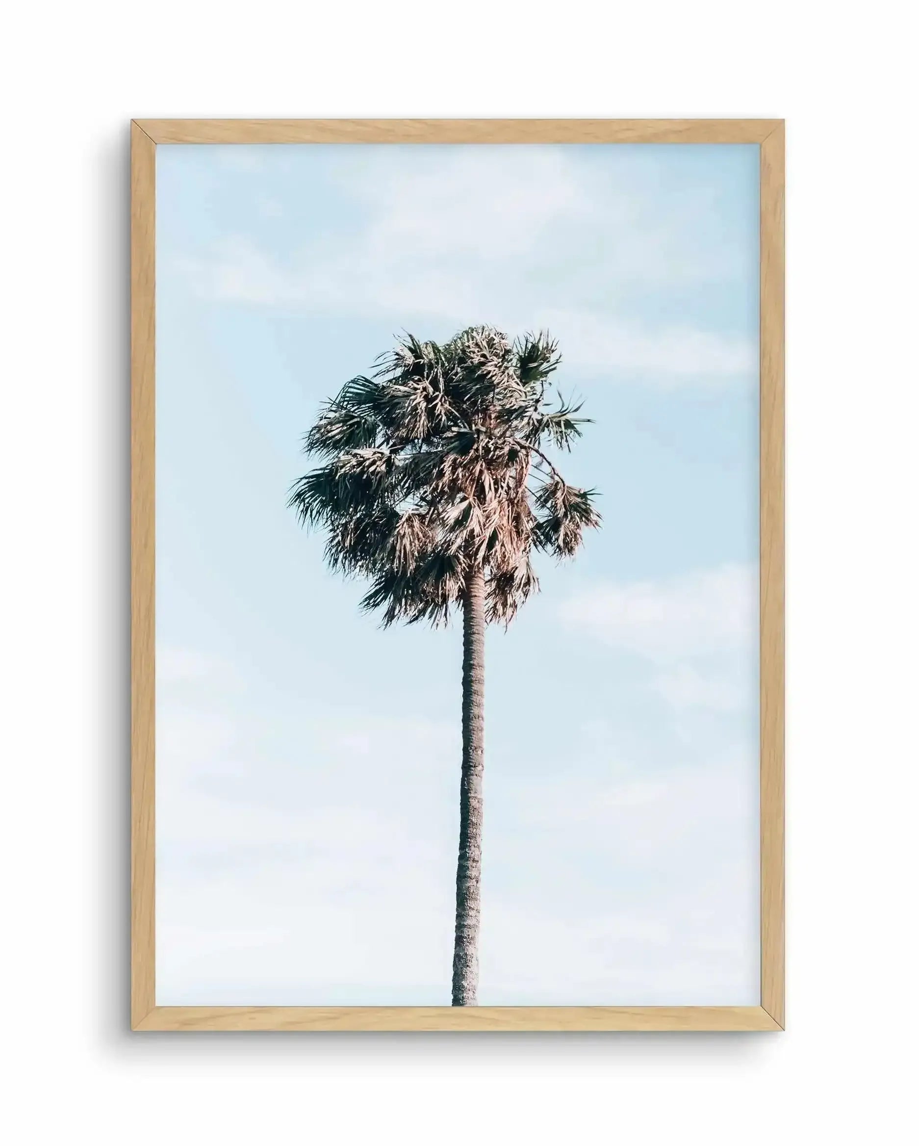 Gerringong Palm | PT Art Print-PRINT-Olive et Oriel-Olive et Oriel-A4 | 8.3" x 11.7" | 21 x 29.7cm-Oak-With White Border-Buy-Australian-Art-Prints-Online-with-Olive-et-Oriel-Your-Artwork-Specialists-Austrailia-Decorate-With-Coastal-Photo-Wall-Art-Prints-From-Our-Beach-House-Artwork-Collection-Fine-Poster-and-Framed-Artwork