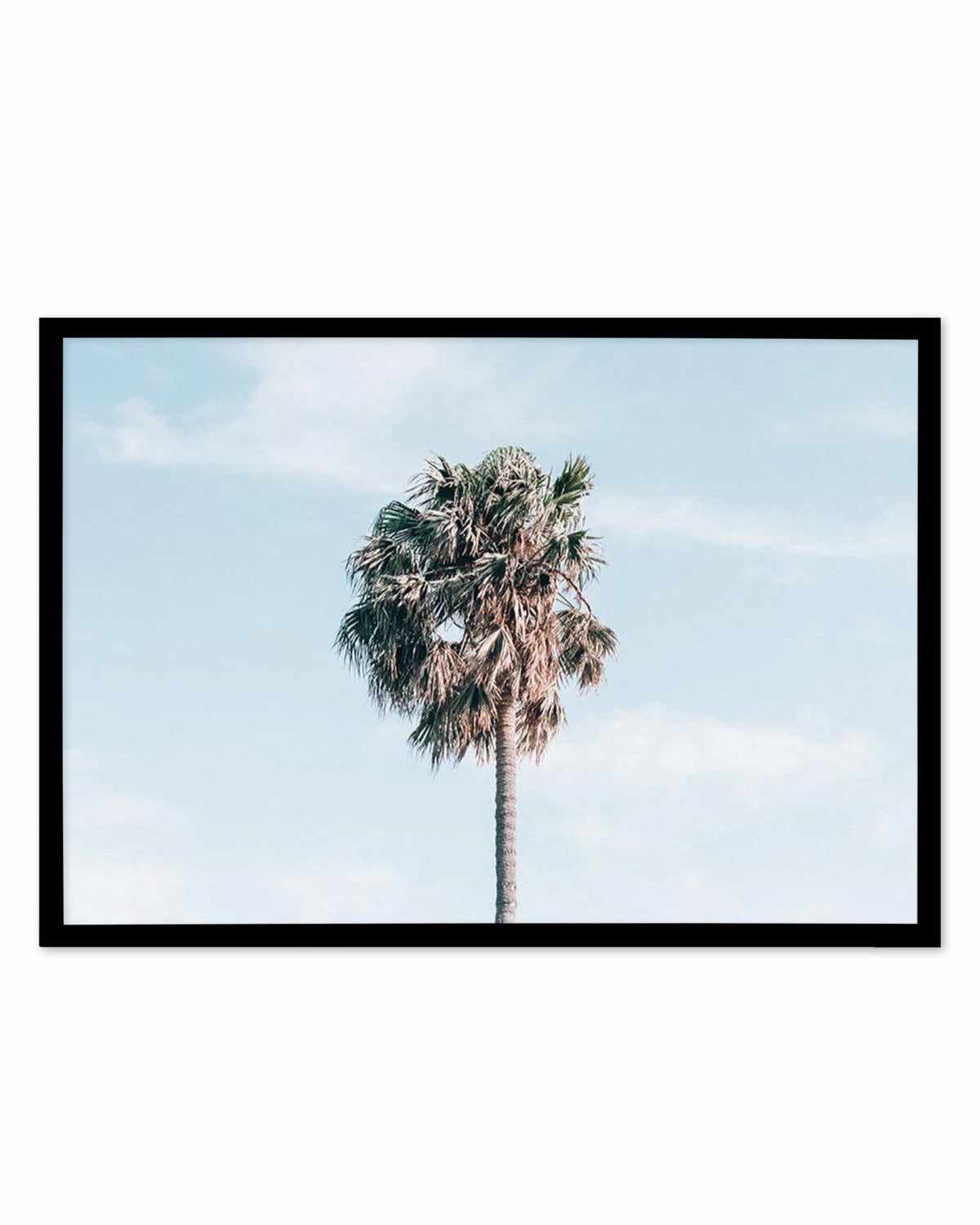 Gerringong Palm | LS Art Print