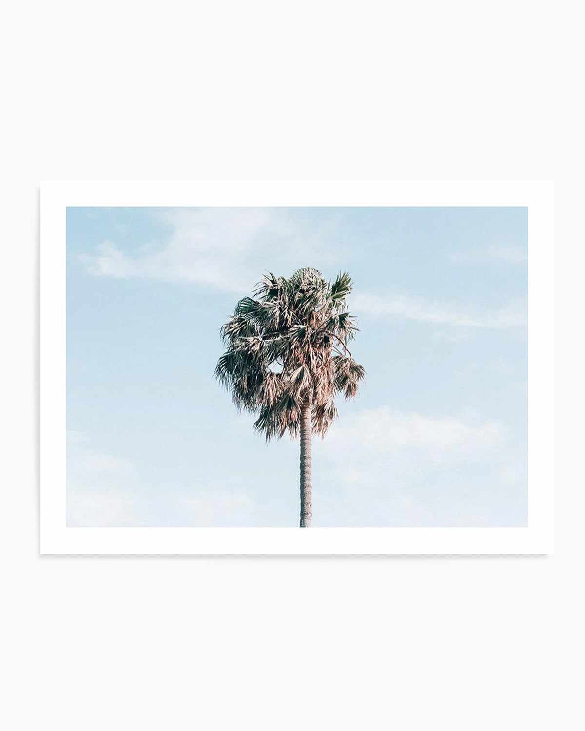 Gerringong Palm | LS Art Print