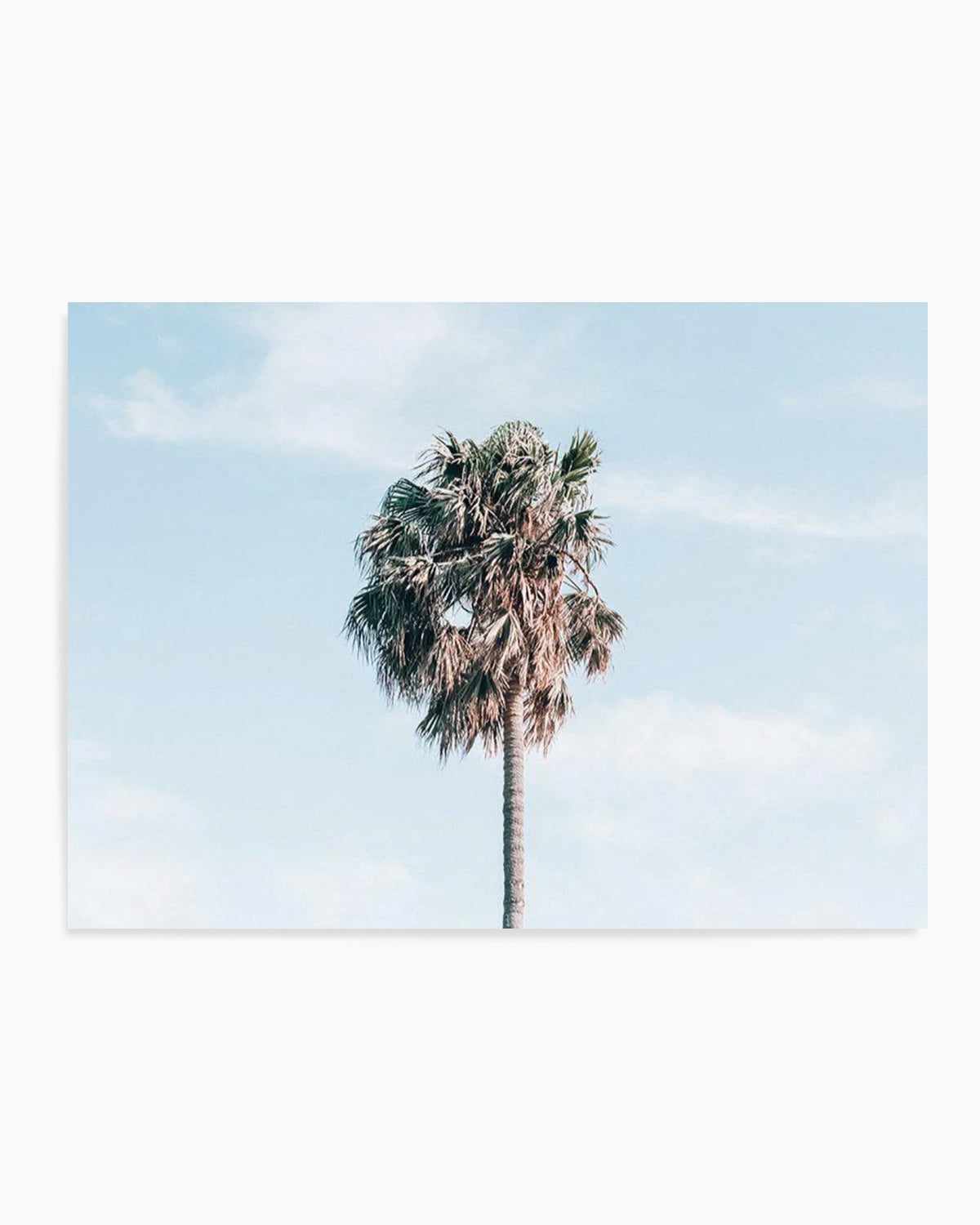 Gerringong Palm | LS Art Print