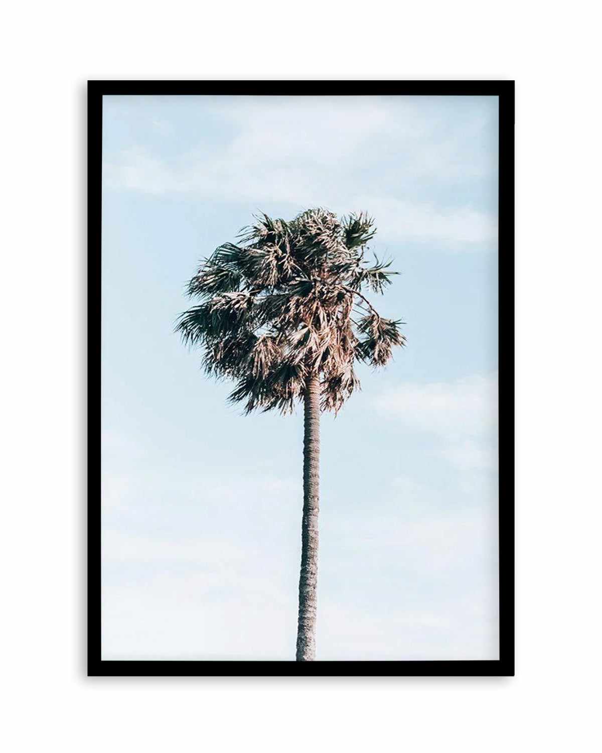 Gerringong Palm | PT Art Print