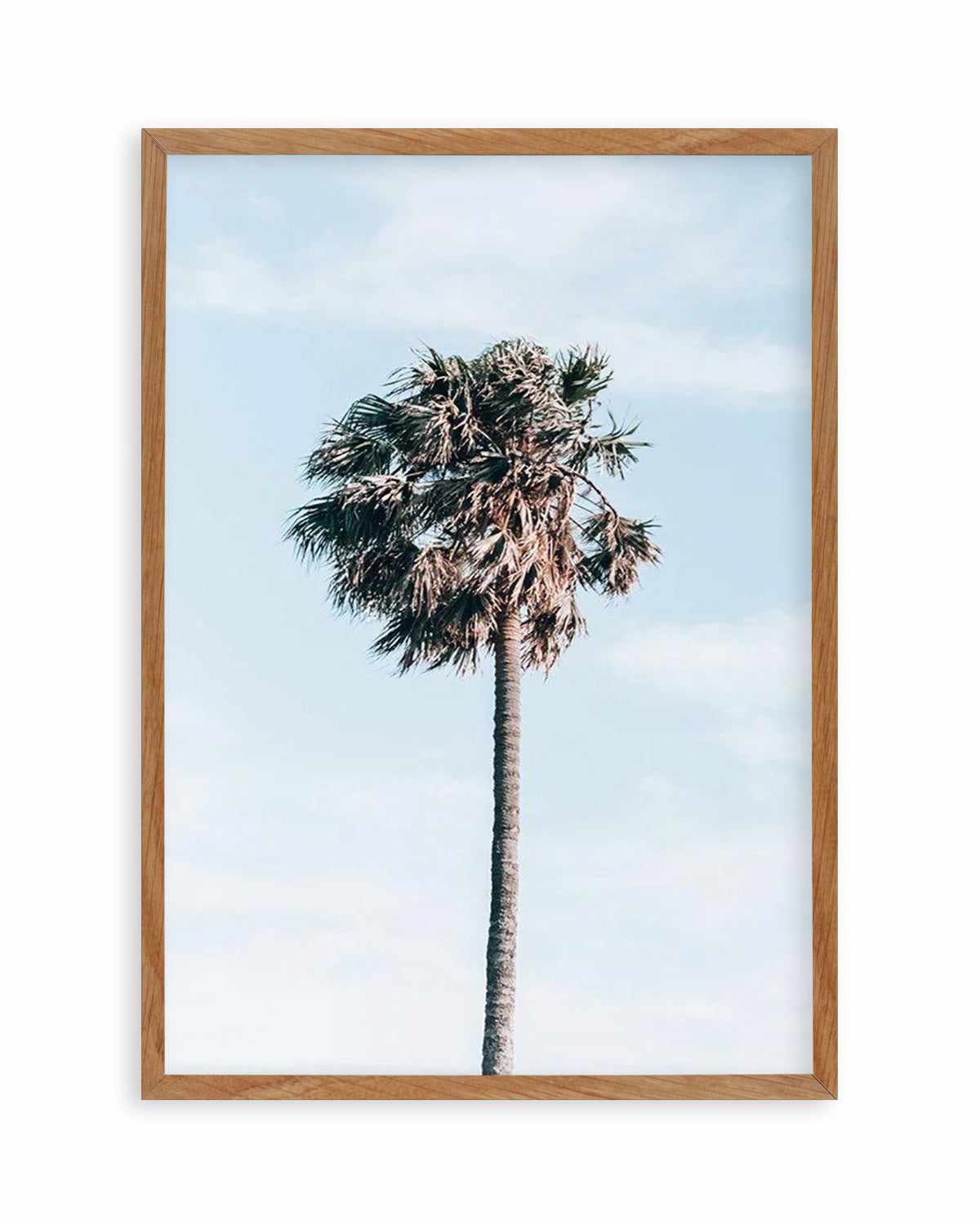 Gerringong Palm | PT Art Print