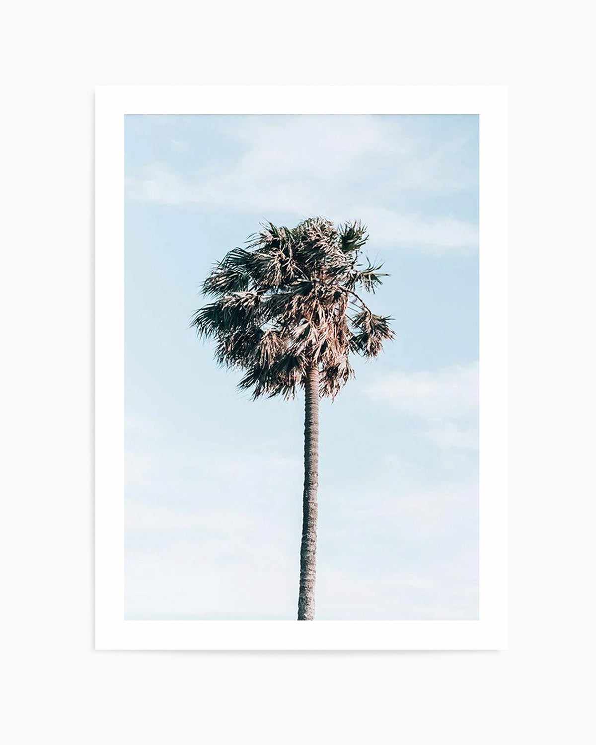 Gerringong Palm | PT Art Print