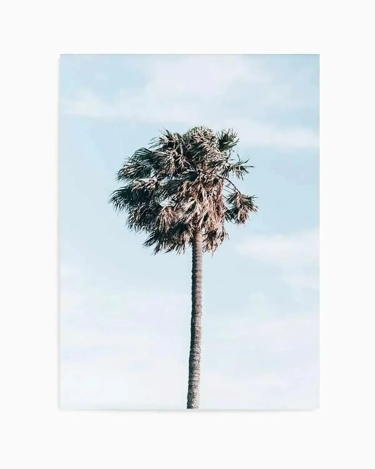 Gerringong Palm | PT Art Print from Olive et Oriel where you can shop wallpaper and artworks online
