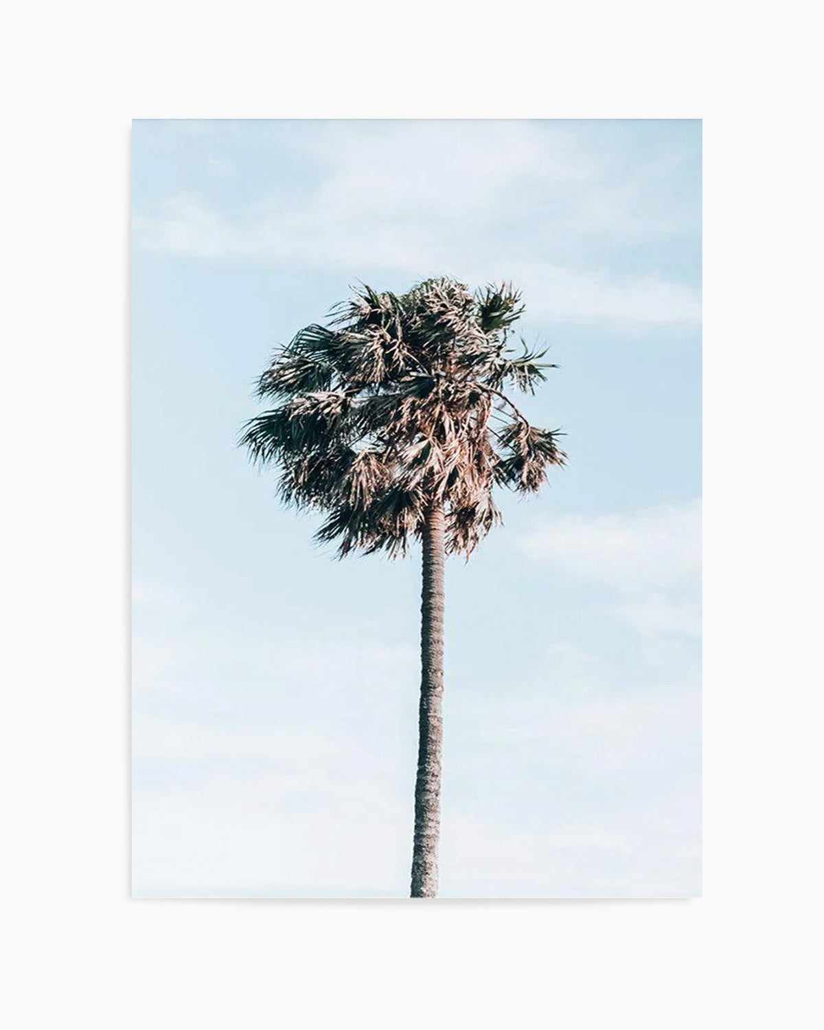 Gerringong Palm | PT Art Print