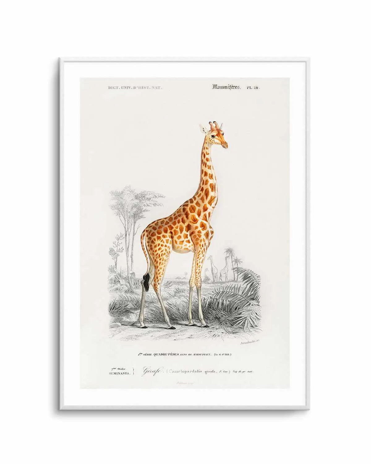 Giraffe Vintage Illustration Art Print from Olive et Oriel where you can shop wallpaper and artworks online