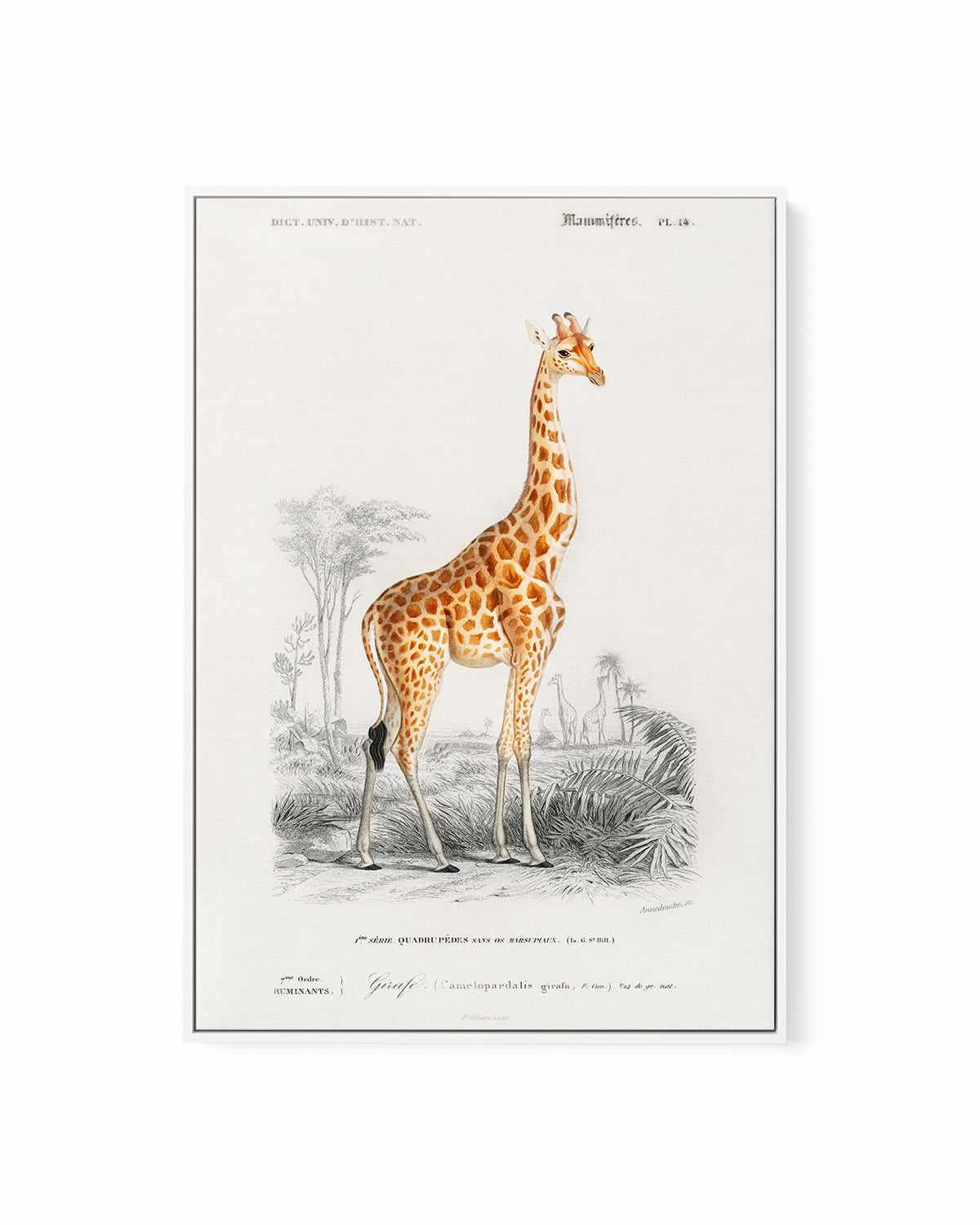 Giraffe Vintage Illustration | Framed Canvas Art Print