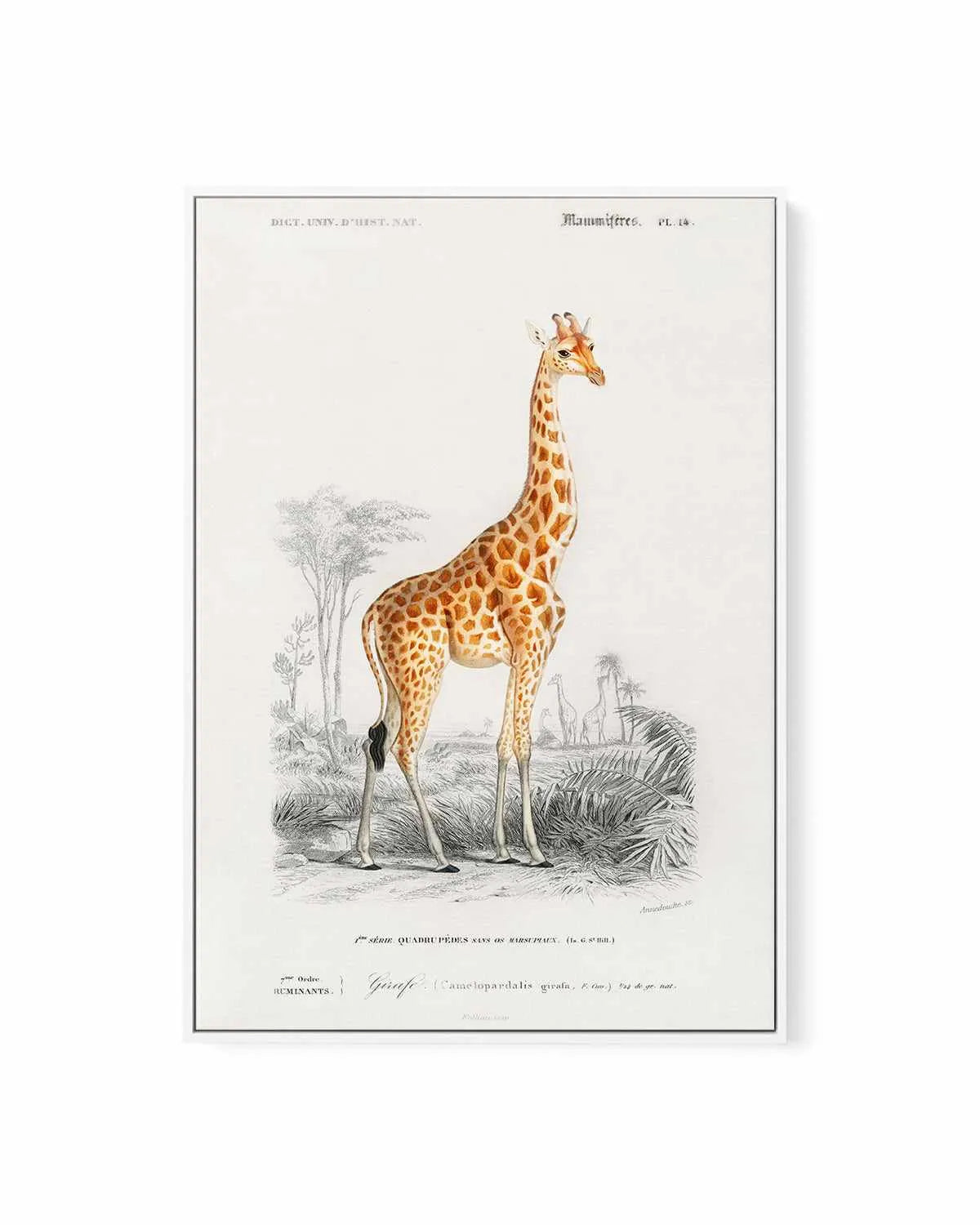 Giraffe Vintage Illustration | Framed Canvas Art Print from Olive et Oriel where you can shop wallpaper and artworks online