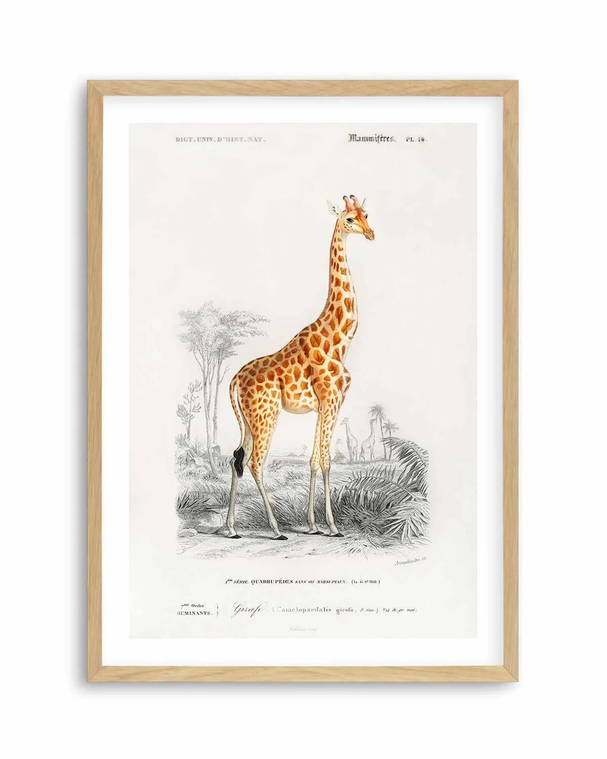 Giraffe Vintage Illustration Art Print from Olive et Oriel where you can shop wallpaper and artworks online