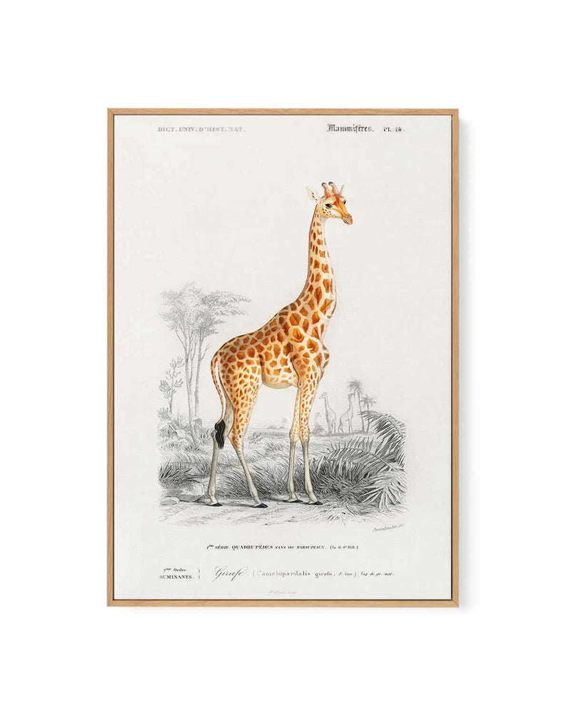 Giraffe Vintage Illustration | Framed Canvas Art Print
