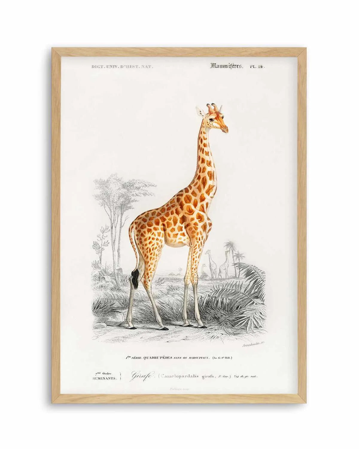 Giraffe Vintage Illustration Art Print from Olive et Oriel where you can shop wallpaper and artworks online
