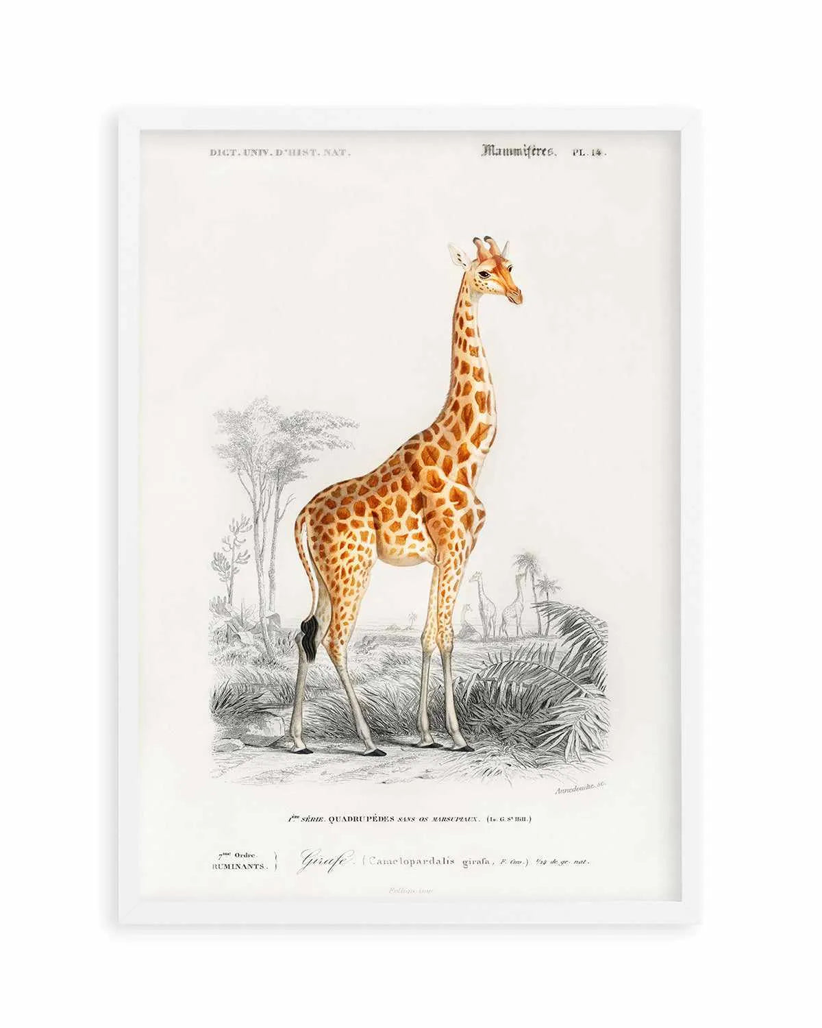 Giraffe Vintage Illustration Art Print from Olive et Oriel where you can shop wallpaper and artworks online