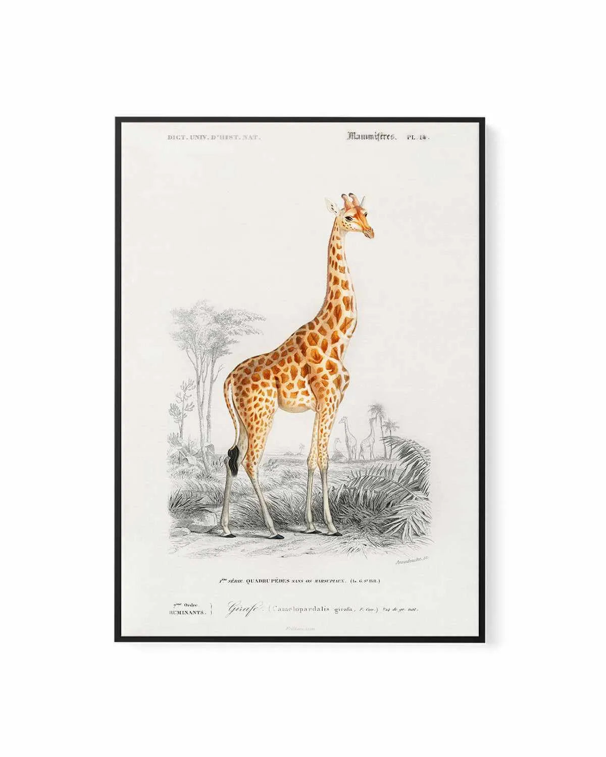 Giraffe Vintage Illustration | Framed Canvas Art Print from Olive et Oriel where you can shop wallpaper and artworks online