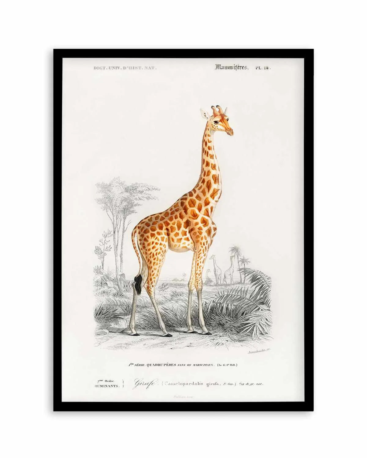 Giraffe Vintage Illustration Art Print from Olive et Oriel where you can shop wallpaper and artworks online