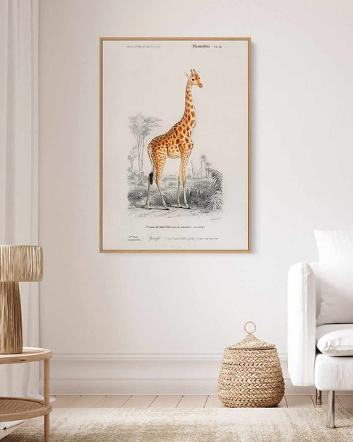 Giraffe Vintage Illustration | Framed Canvas Art Print