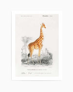 Giraffe Vintage Illustration Art Print