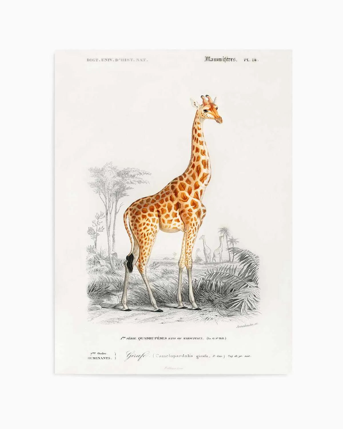Giraffe Vintage Illustration Art Print from Olive et Oriel where you can shop wallpaper and artworks online