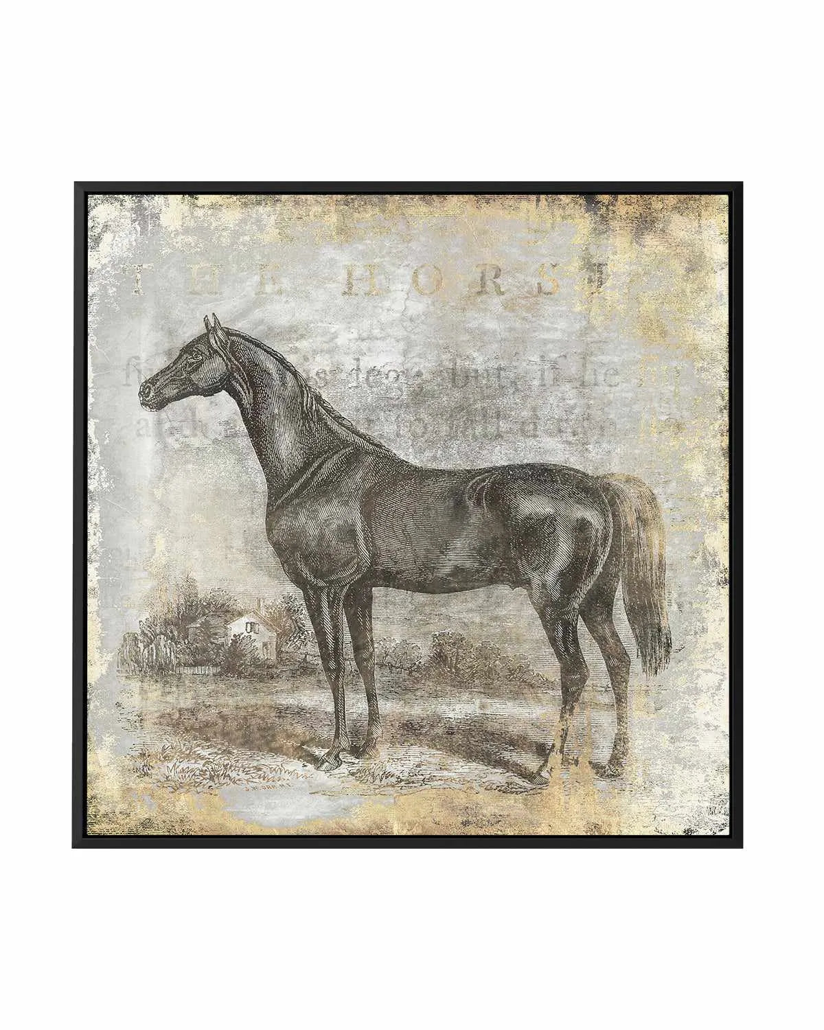 Gold Stallion I | Framed Canvas Art Print from Olive et Oriel where you can shop wallpaper and artworks online