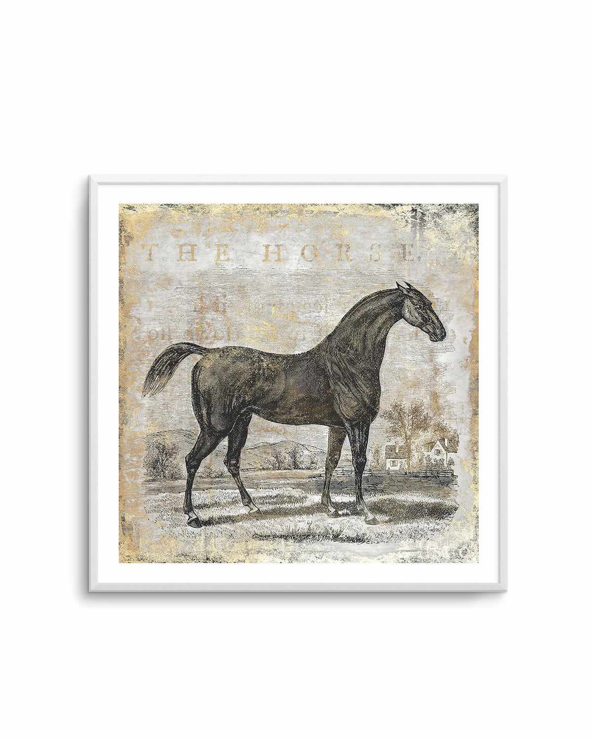 Gold Stallion II Art Print