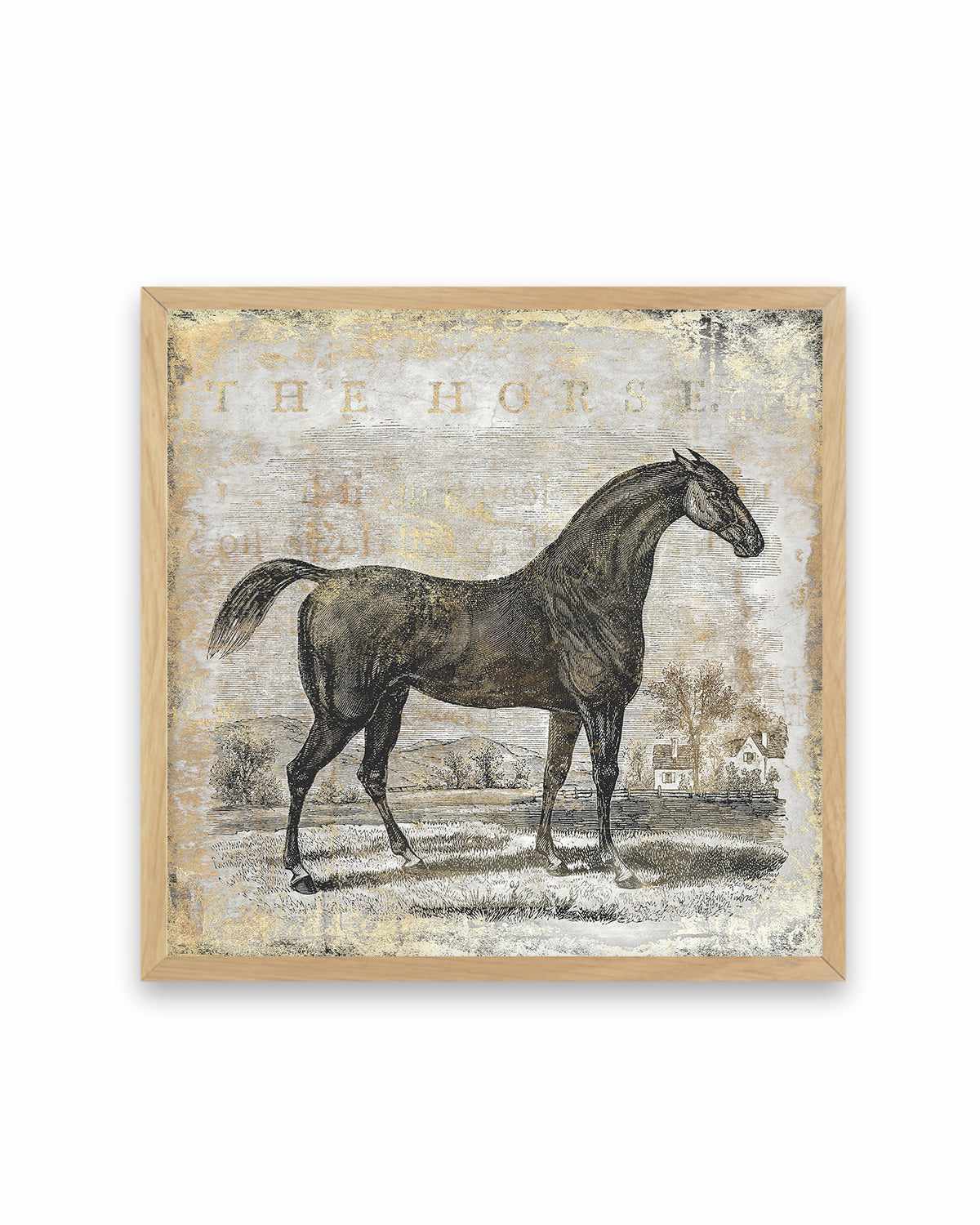 Gold Stallion II Art Print