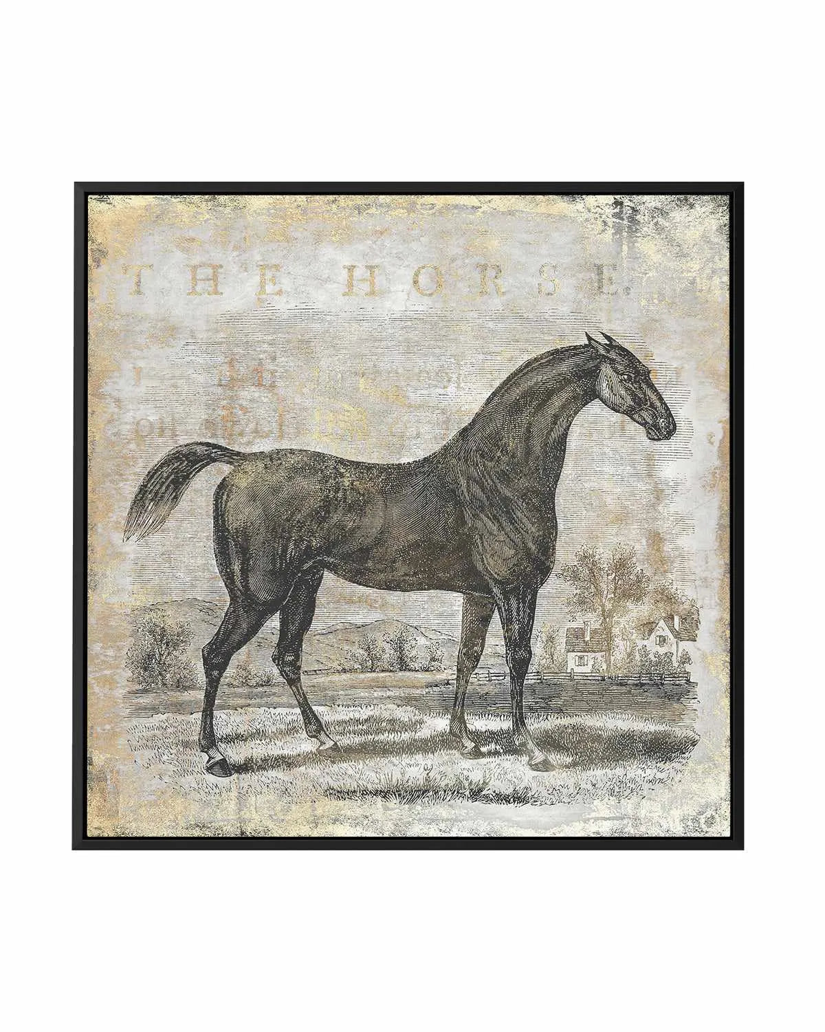 Gold Stallion II | Framed Canvas Art Print from Olive et Oriel where you can shop wallpaper and artworks online
