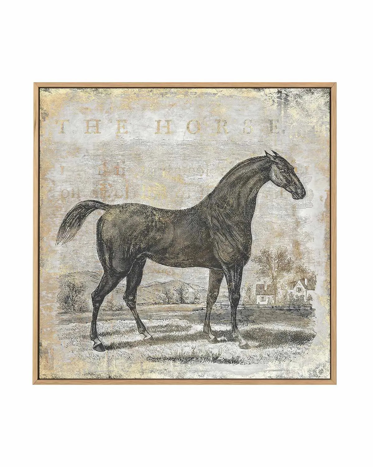 Gold Stallion II | Framed Canvas Art Print from Olive et Oriel where you can shop wallpaper and artworks online