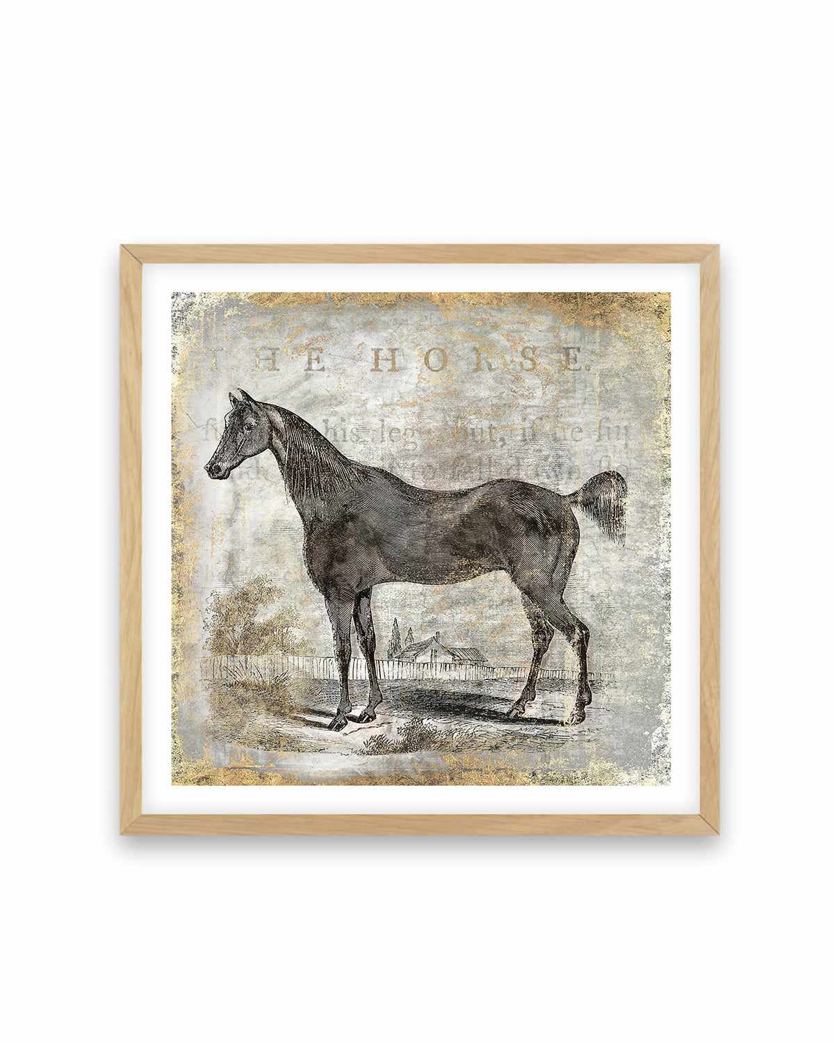 Gold Stallion III Art Print