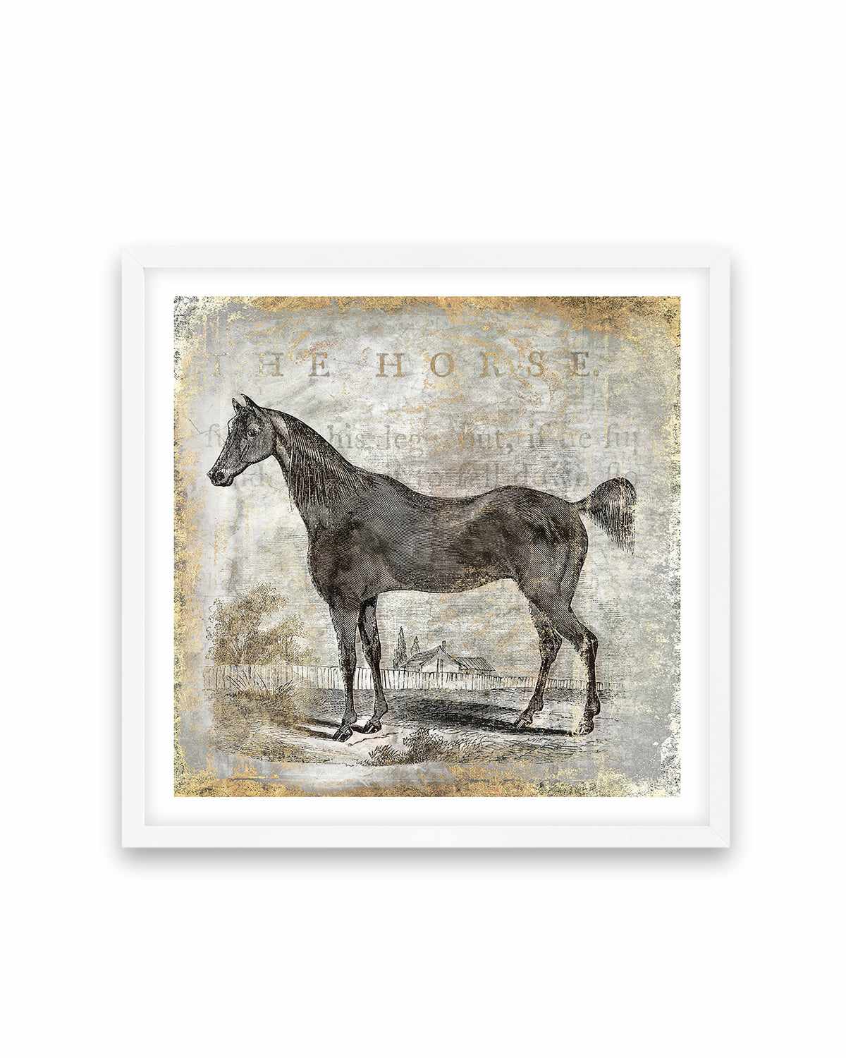 Gold Stallion III Art Print