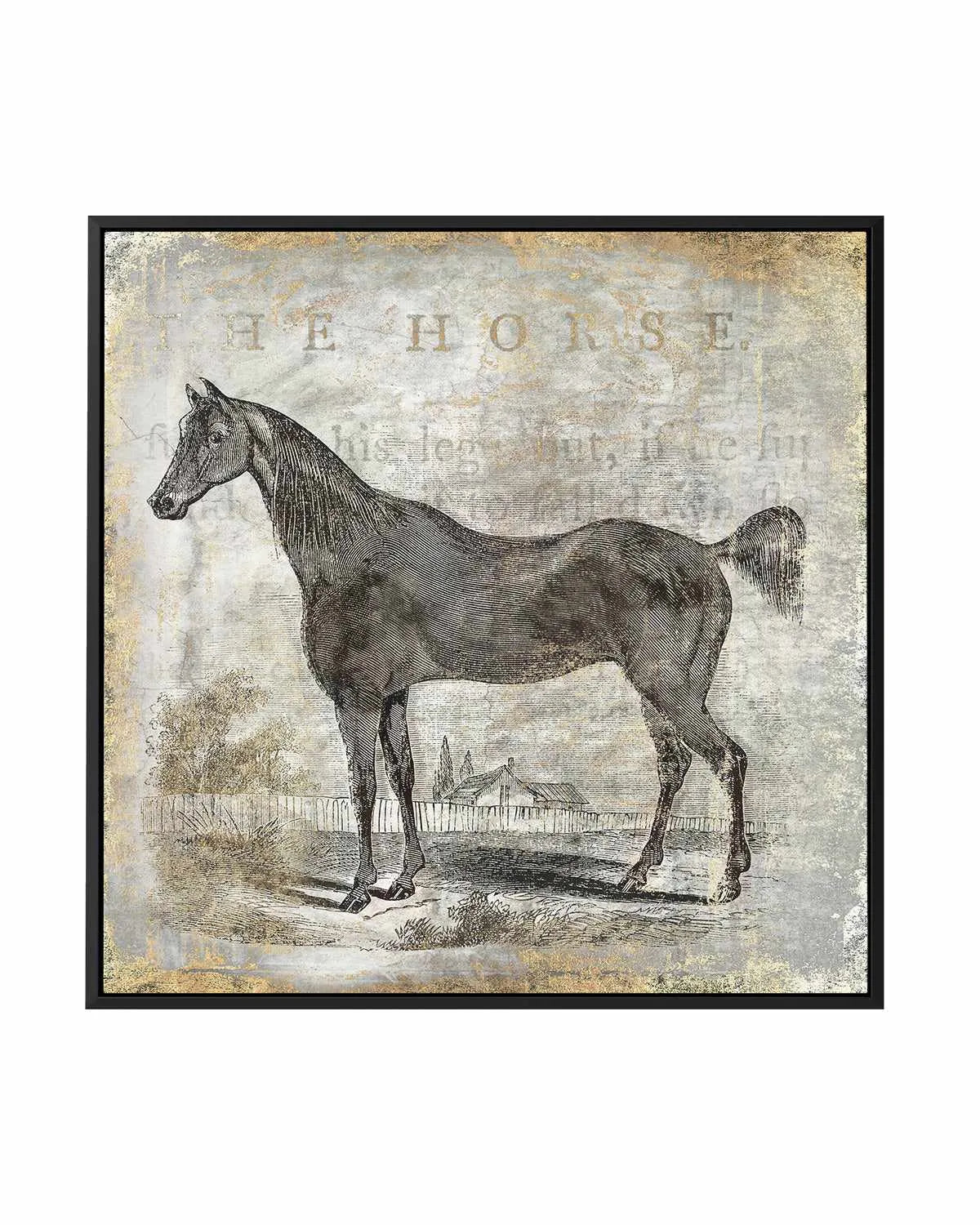 Gold Stallion III | Framed Canvas Art Print from Olive et Oriel where you can shop wallpaper and artworks online