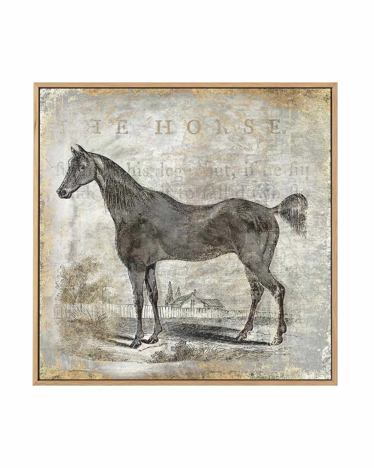 Gold Stallion III | Framed Canvas Art Print from Olive et Oriel where you can shop wallpaper and artworks online