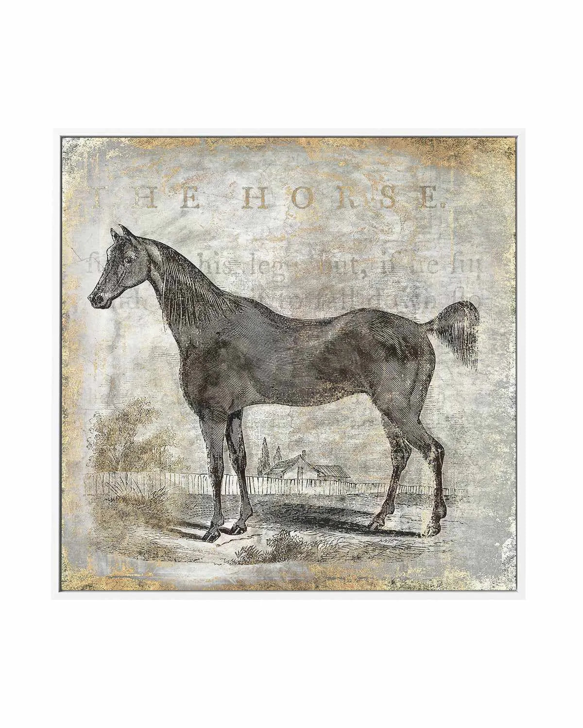 Gold Stallion III | Framed Canvas Art Print from Olive et Oriel where you can shop wallpaper and artworks online