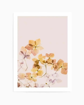 Art print featuring a collection of pressed hydrangea flowers in shades of golden yellow, soft peach, and pale lavender, arranged in a cluster at the bottom of a light pink background, with a white frame and white border.