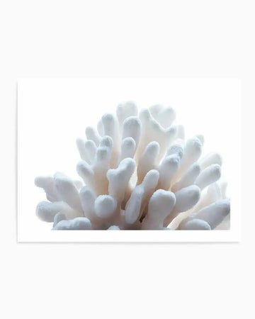 Photography art print featuring a close-up of white coral branches against a bright white background. The coral has a textured, slightly fuzzy appearance with rounded tips and subtle shadows creating depth.
