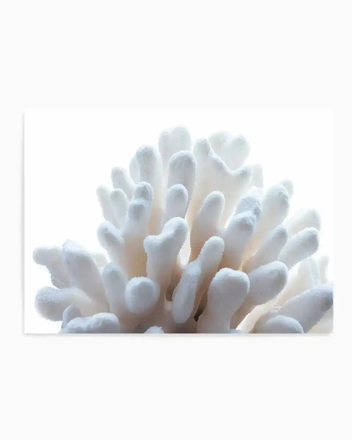 Golden Coral | LS Art Print from Olive et Oriel where you can shop wallpaper and artworks online