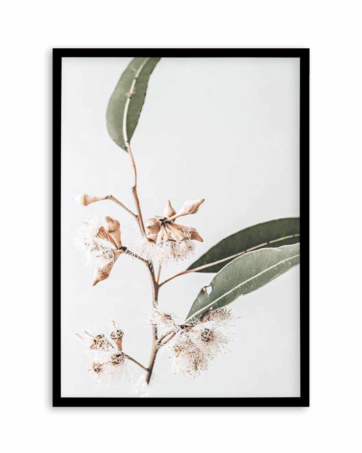 Golden Gum Art Print