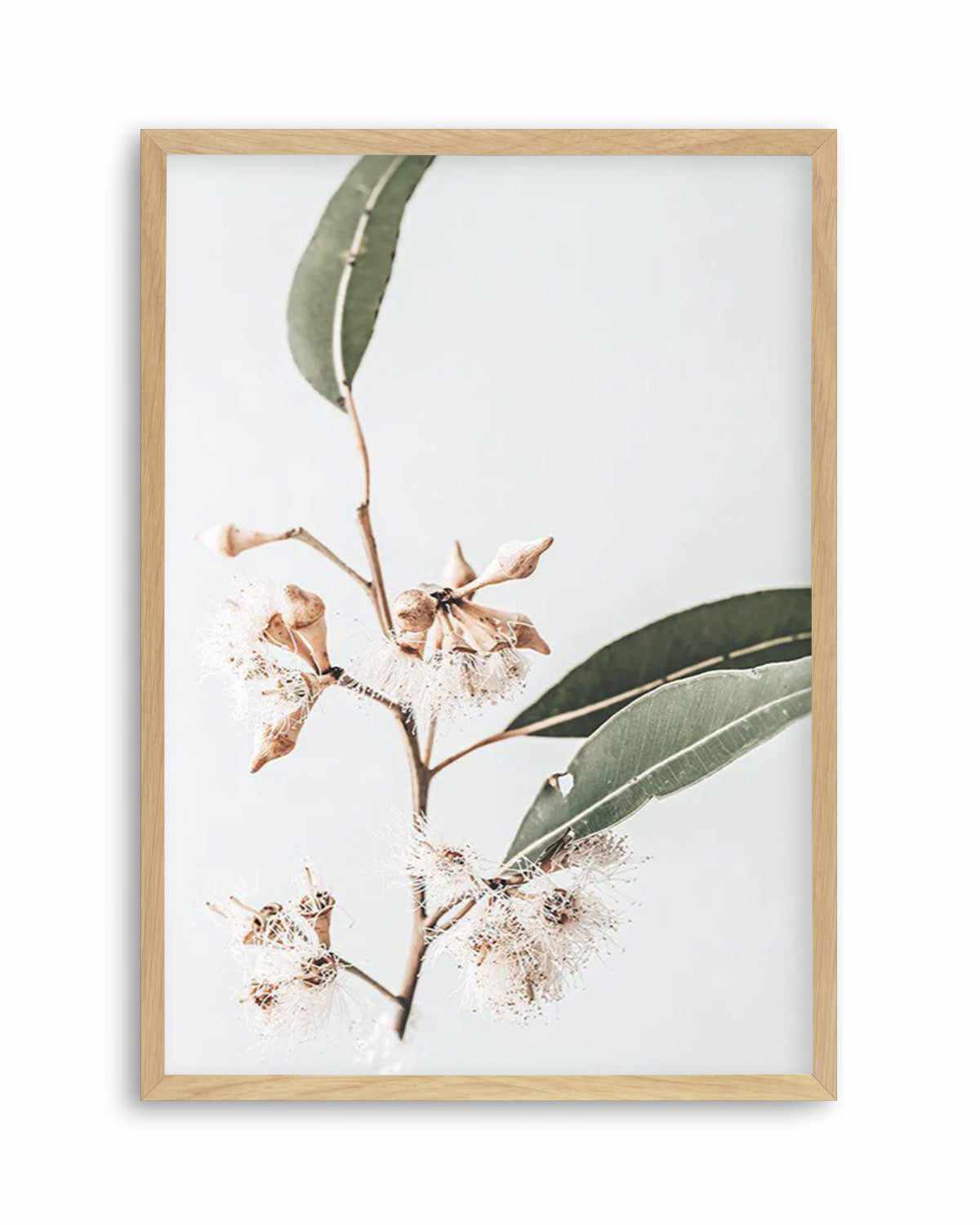 Golden Gum Art Print