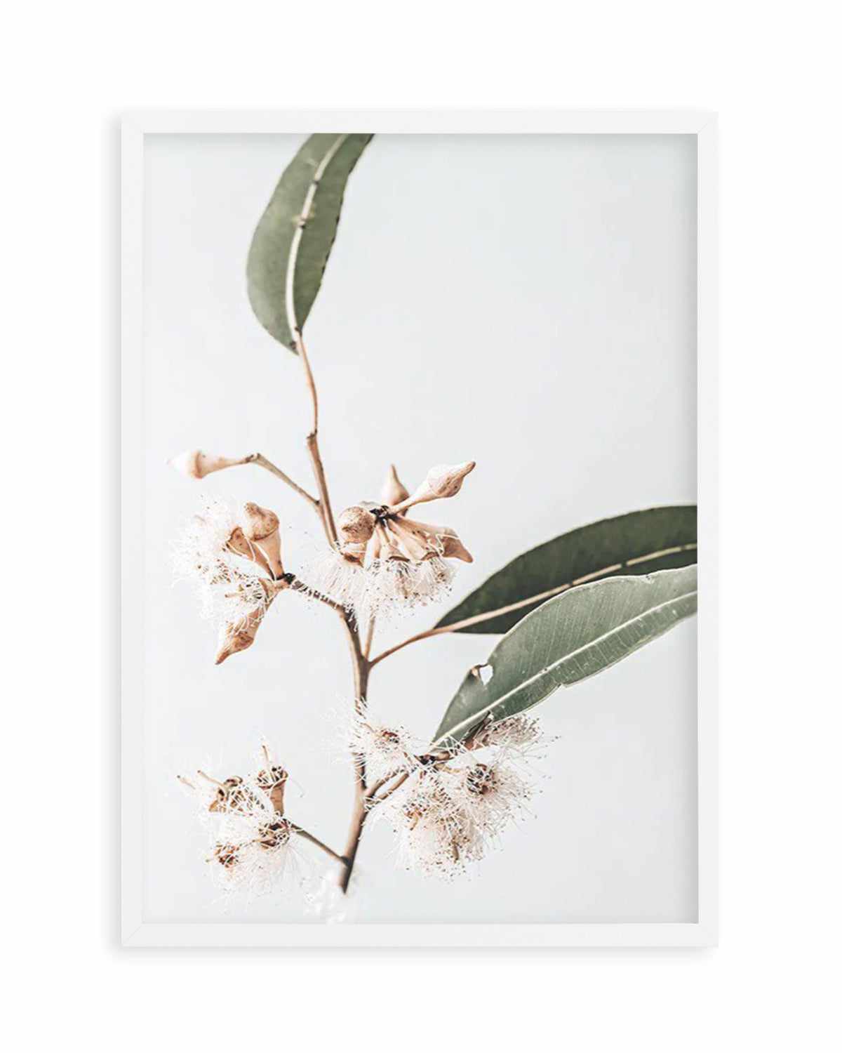 Golden Gum Art Print