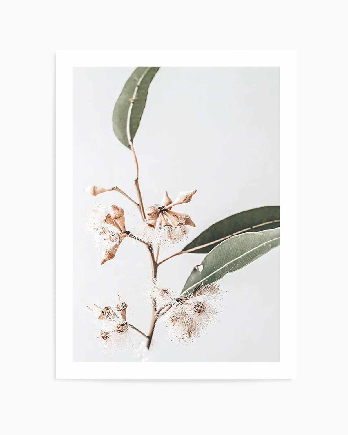 Golden Gum Art Print