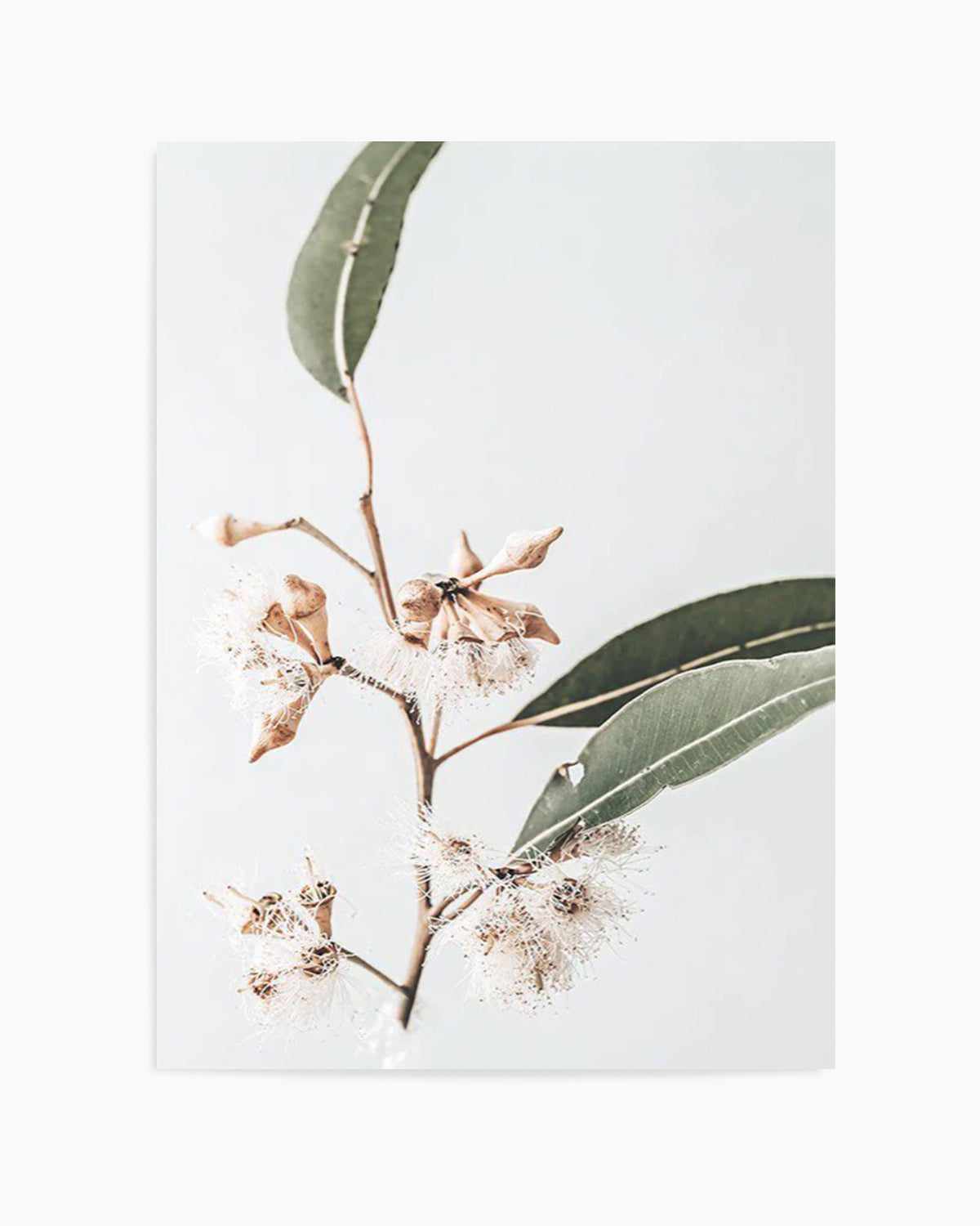 Golden Gum Art Print