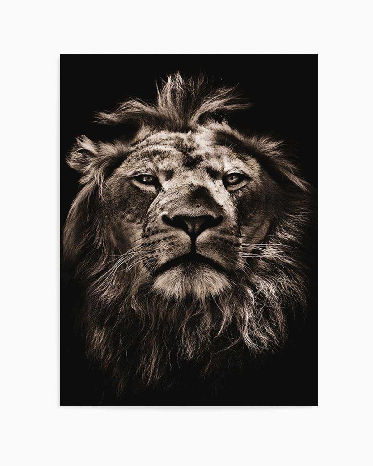 Golden Lion Art Print