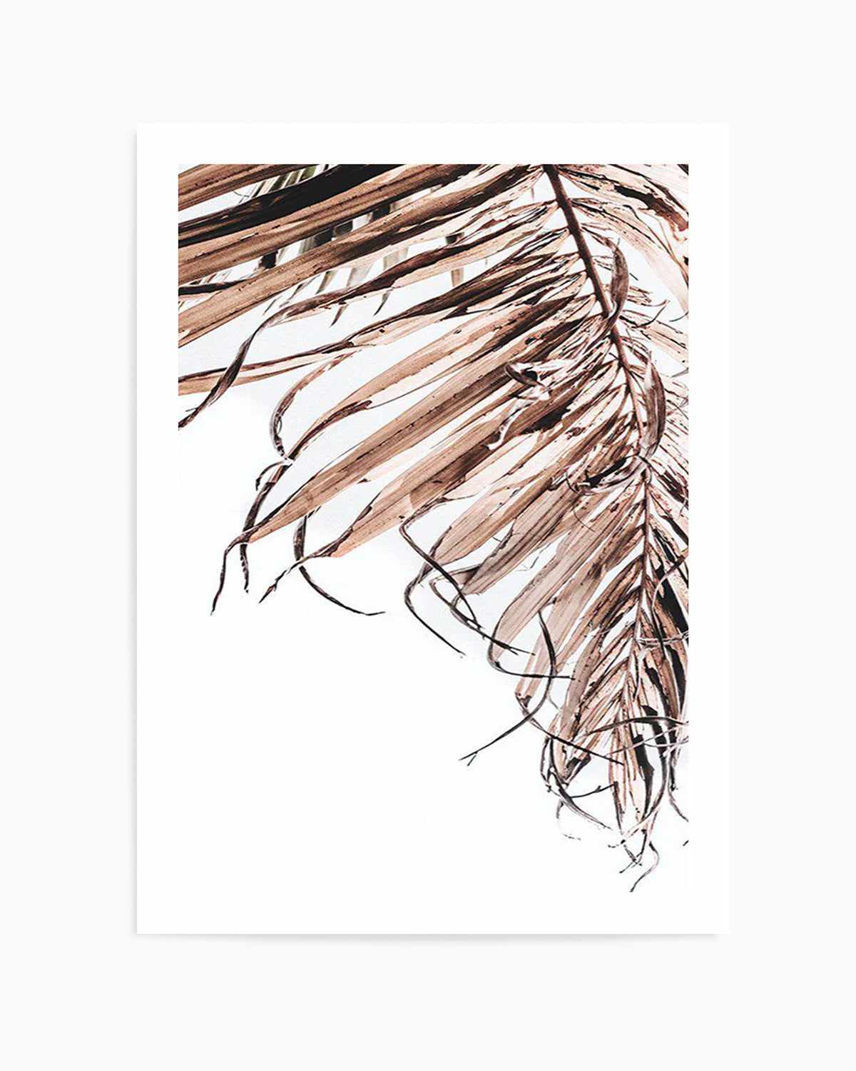 Golden Palm II Art Print