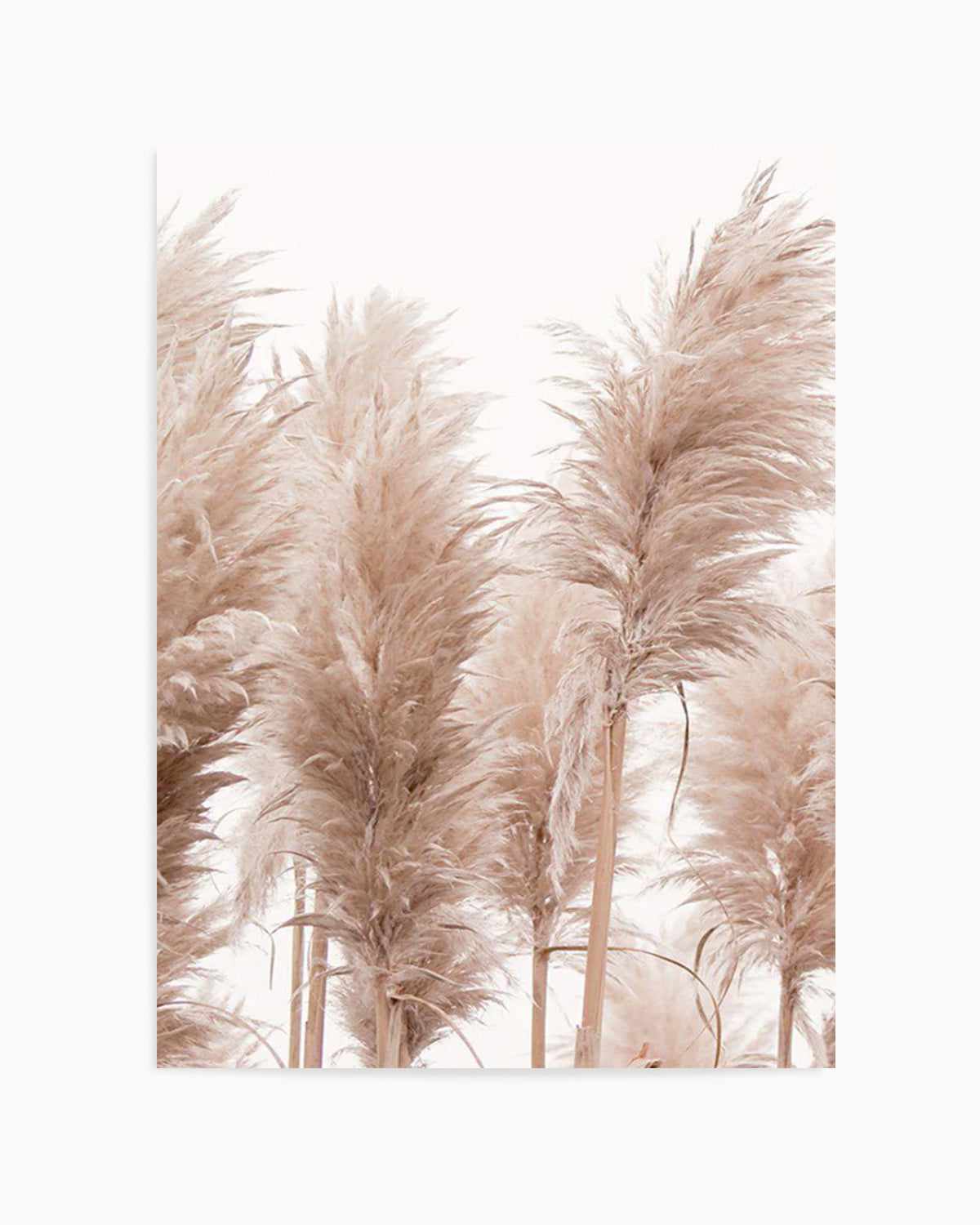 Golden Pampas I Art Print