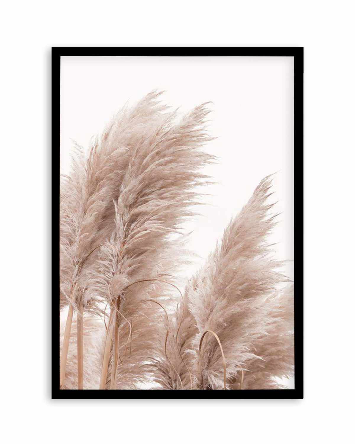 Golden Pampas II Art Print