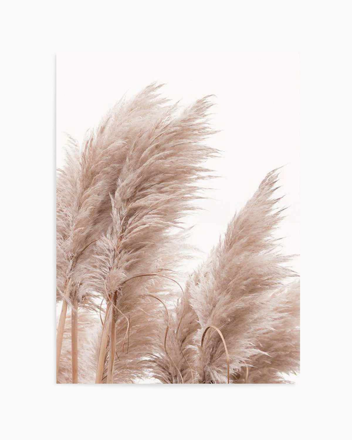 Golden Pampas II Art Print