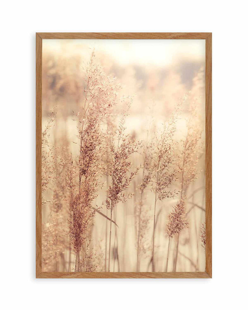 Golden Seagrass Art Print