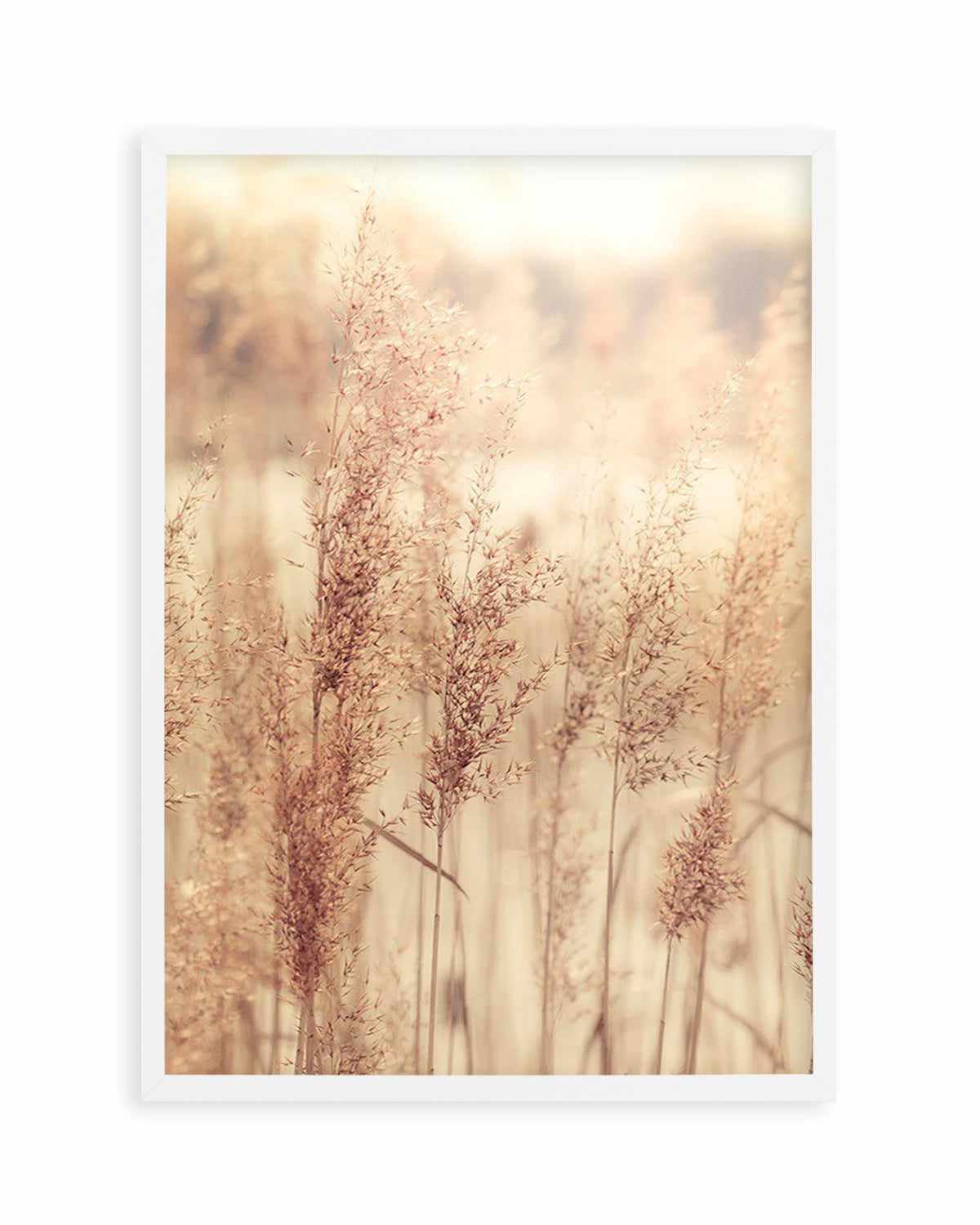 Golden Seagrass Art Print