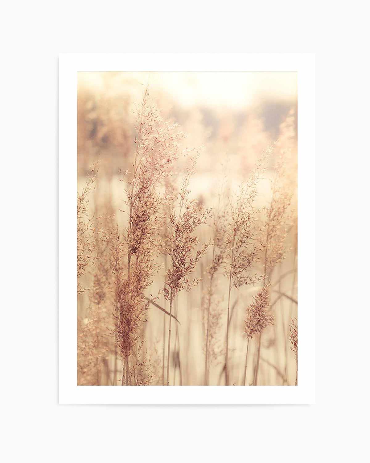 Golden Seagrass Art Print